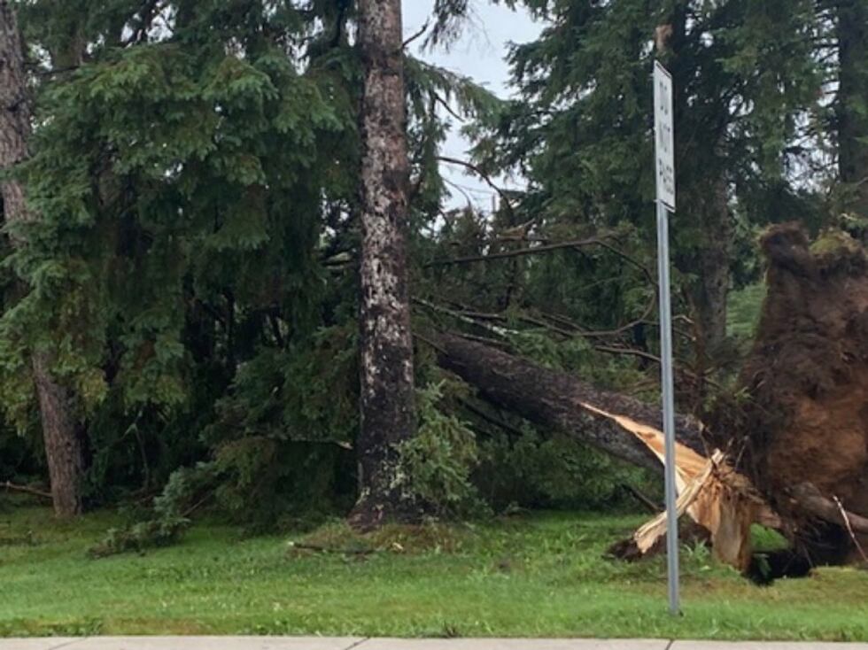 A tree down in the Marenisco area following storms that moved through the area Monday night...