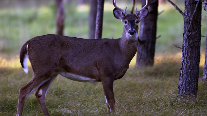 As part of its initial chronic wasting disease response plan, the Michigan Department of...