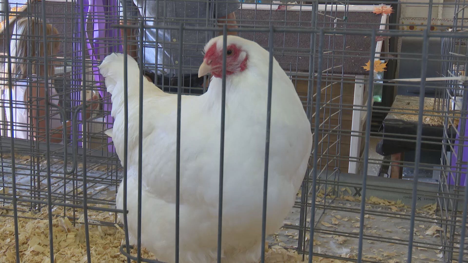 Michigan farm worker contracts bird flu - Vimarsana News