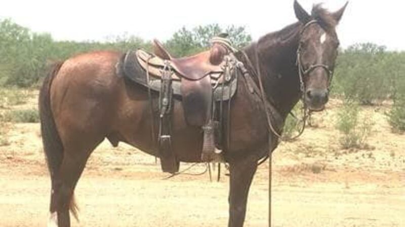 Jayce worked with U.S. Border Patrol for more than 11 years.