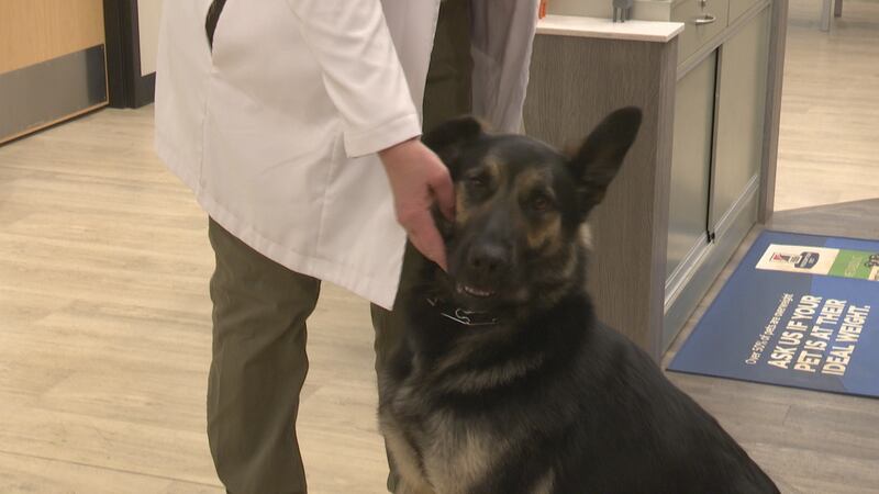 Canine flu cases are low in Michigan