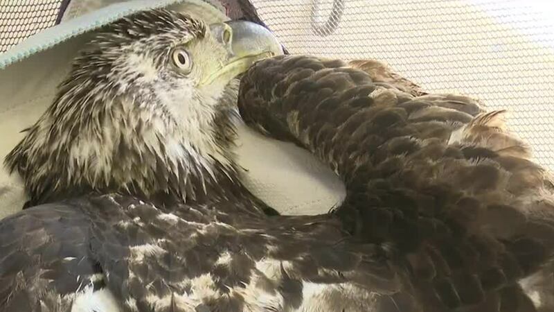 Hunting and fishing giving Michigan bald eagles lead poisoning