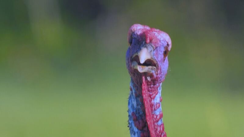 Check out this guy