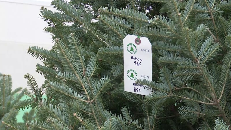 One of the Christmas trees for sale in Iron Mountain