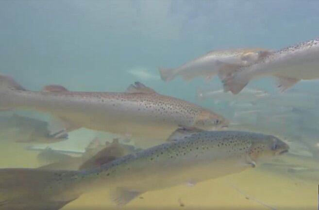 MSU research leads to euthanization of Atlantic salmon infected with bacterial disease in Michigan - Vimarsana News