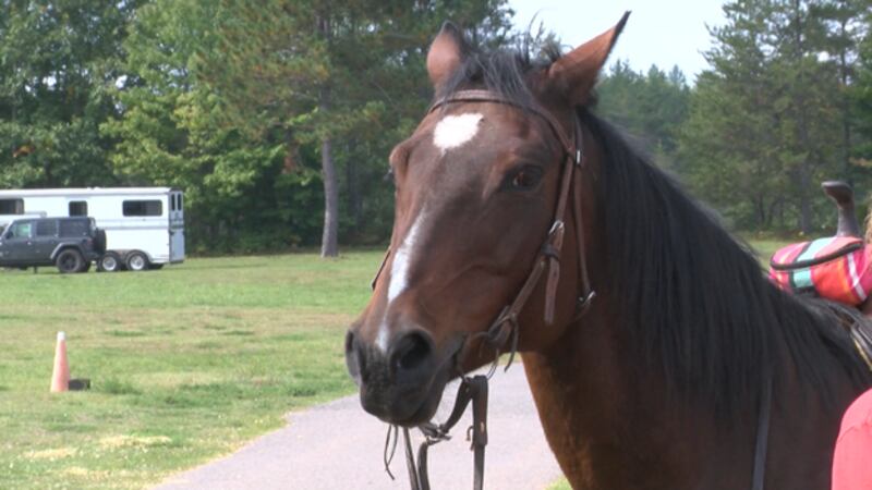 A horse at the Sally's Ride fund raiser.