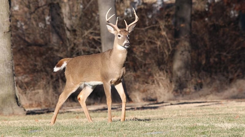 A buck making his way out of the woods