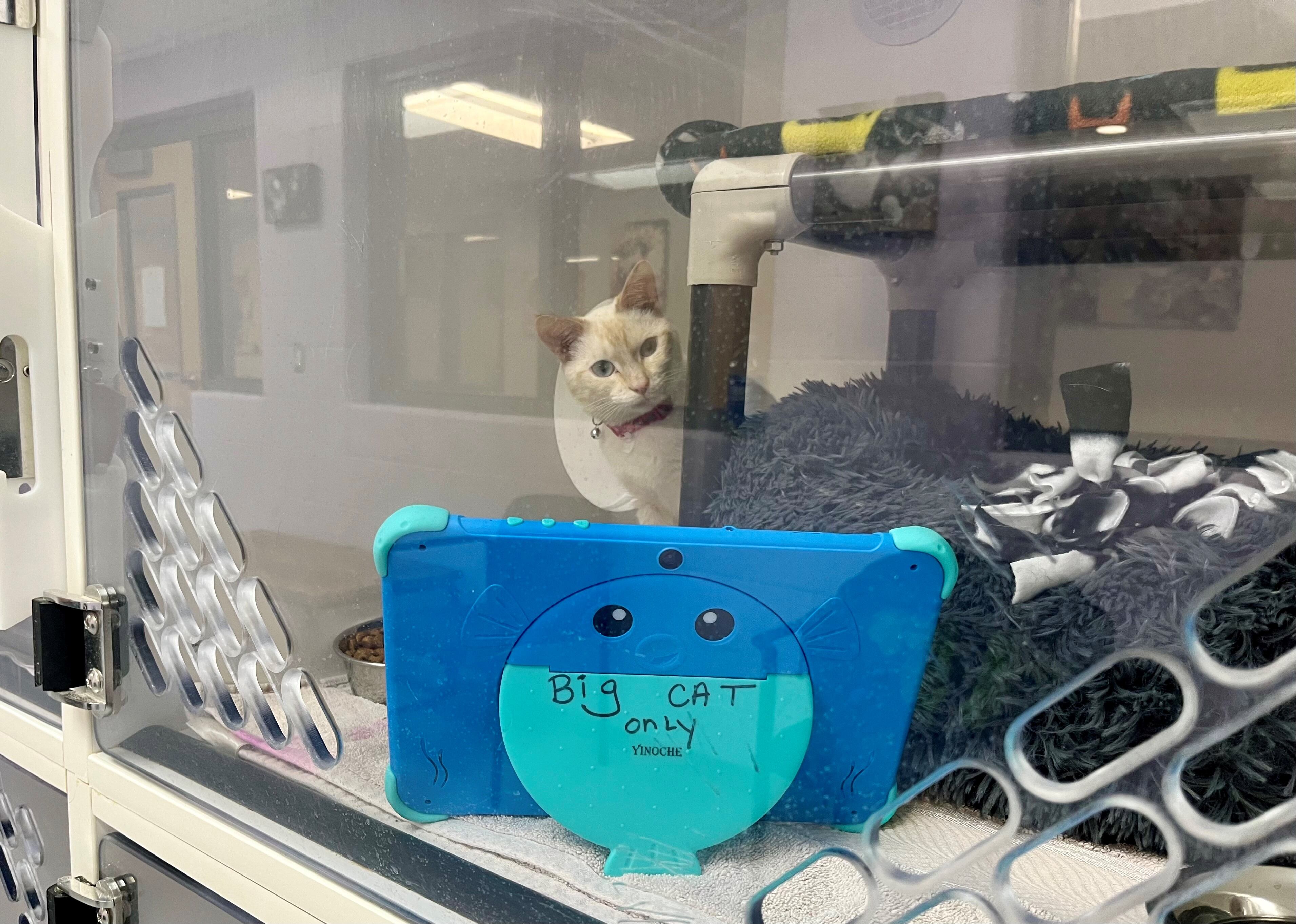 Upper Peninsula Animal Welfare Shelter receives tablets from community members - Vimarsana News