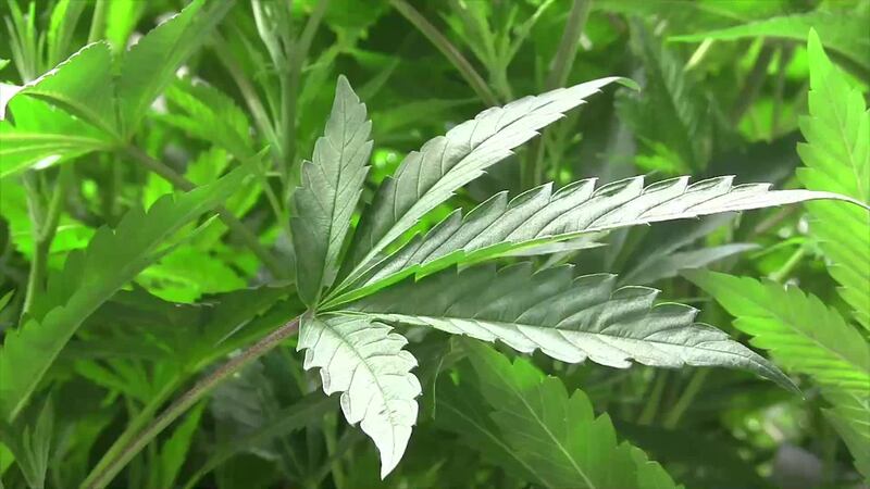 Michigan voted to legalize recreational marijuana, one of the states relaxing marijuana laws....